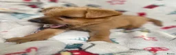 Mixed Breed dogs for sale: Jack Russell/ Yorkshire terrier puppy’s  in Pontypool - Advert 4