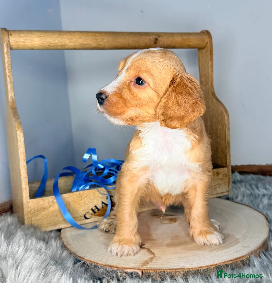 Australian Labradoodle dogs for sale: Australian labradoodle  - Advert 13