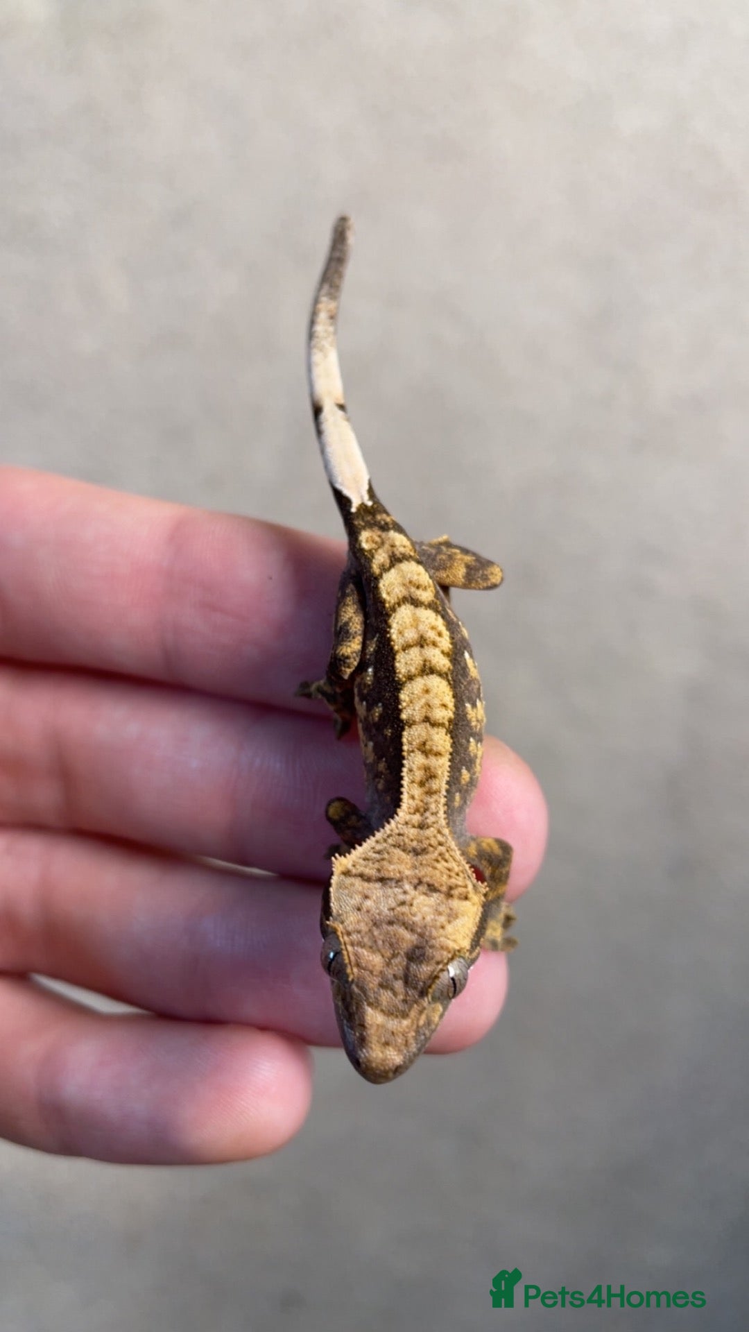 Gecko reptiles Baby Harley Quinn crested gecko  - Advert 15