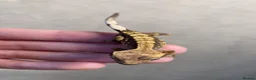 Gecko reptiles for sale: Baby Harley Quinn crested gecko  - Advert 1