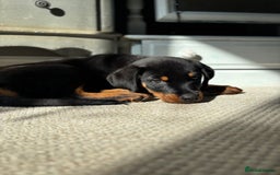 Rottweiler dogs for sale: LAST PUP  - Image 2