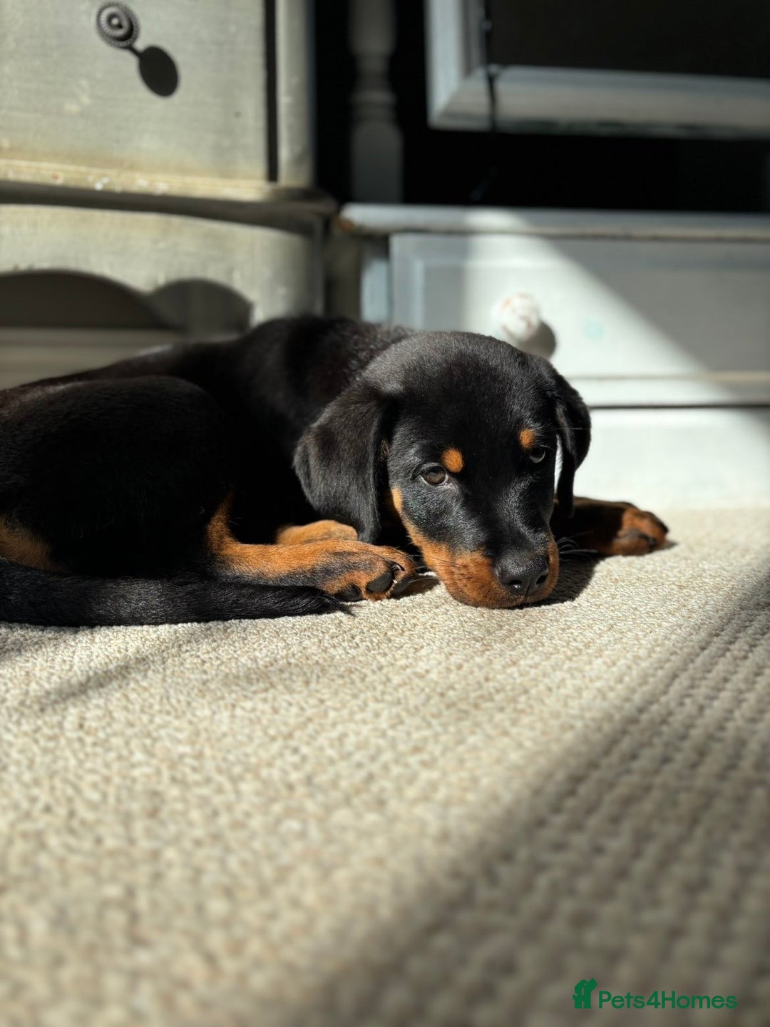 Rottweiler dogs for sale: LAST PUP  - Image 2