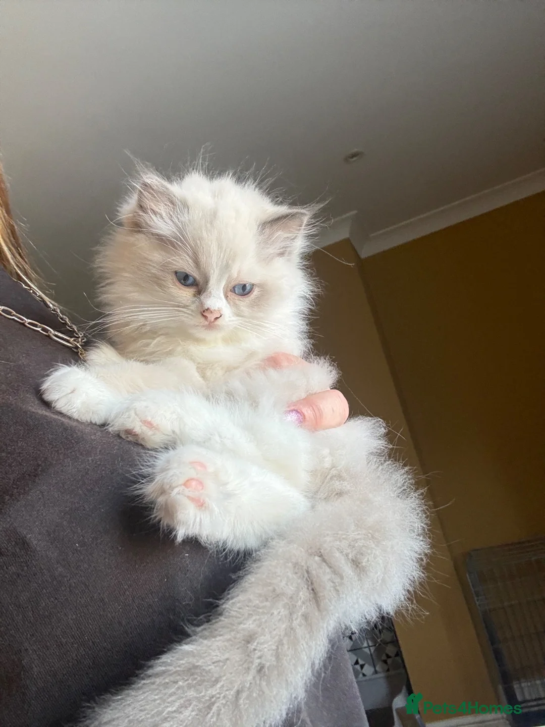 Ragdoll cats for sale: Beautiful ragdoll female  - Advert 2