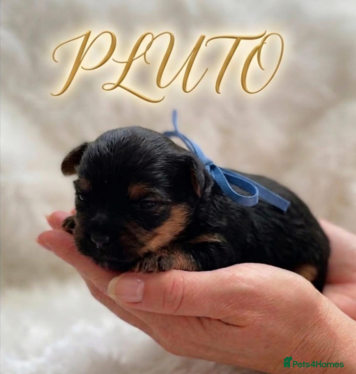 Yorkshire Terrier dogs Adorarable Yorkie Boys 5🌟Licenced Breeder - Advert 13