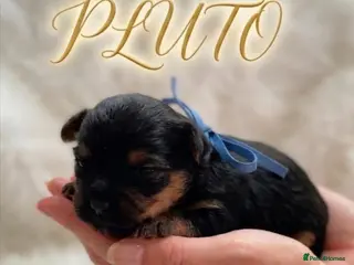 Yorkshire Terrier dogs Adorarable Yorkie Boys 5🌟Licenced Breeder - Advert 13