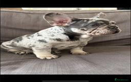 French Bulldog dogs for sale: Stunning French bulldog puppies  - Image 1