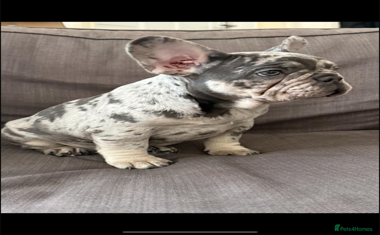 French Bulldog dogs - Advert 1
