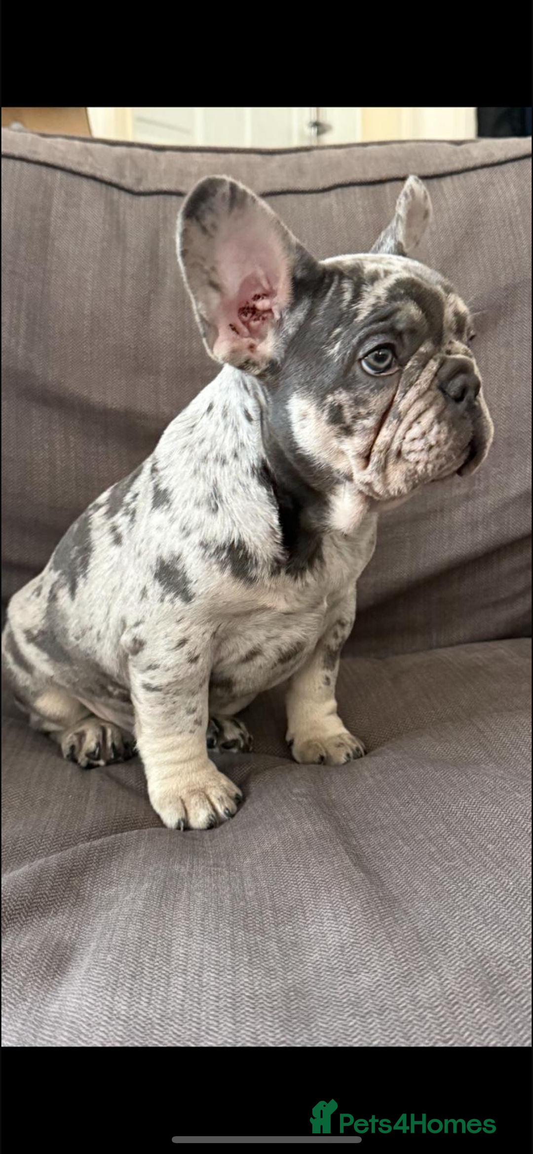 French Bulldog dogs for sale: Stunning French bulldog puppies  - Image 1