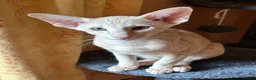 Oriental cats for sale: Stunning GCCF Oriental Caramel Tortie Female - Advert 4