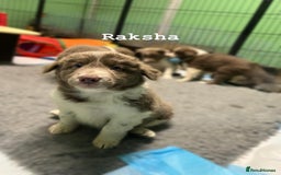 Border Collie dogs for sale: Fully health tested lilac and white kcreg puppies  - Image 19