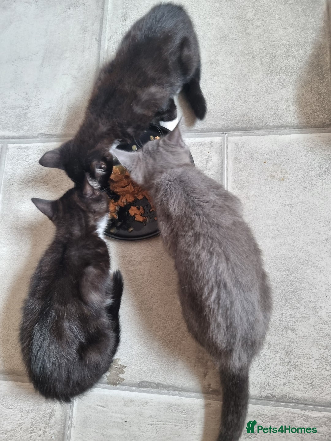 British Shorthair cats for sale: 3 beautiful kittens ready for forever homes - Image 8
