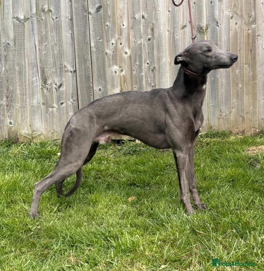 Whippet dogs for stud: KC Registered Proven blue  - Advert 2