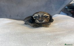 Miniature Dachshund dogs for sale: My last little man longhaired miniature dachshund in Houghton le Spring - Image 12