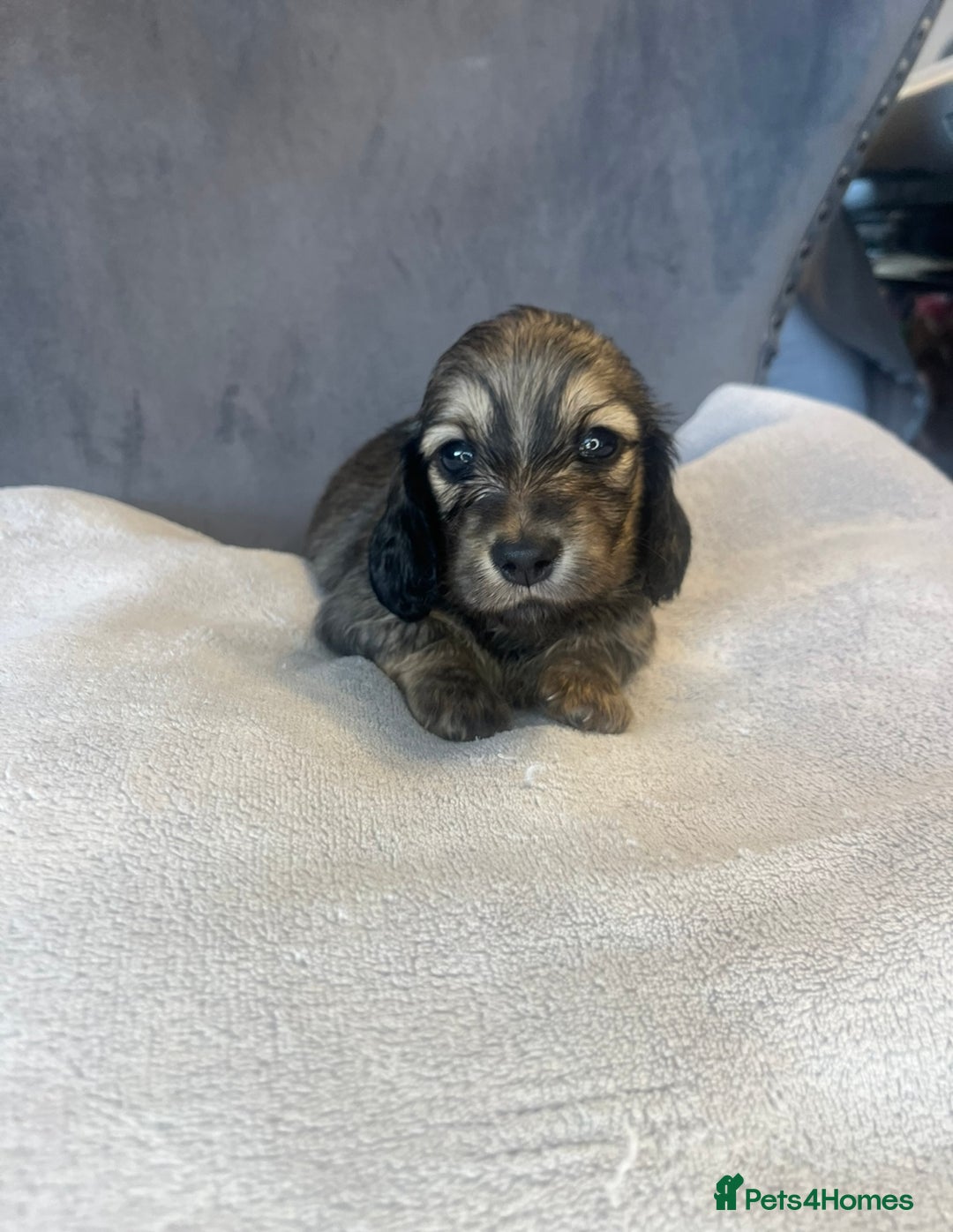 Miniature Dachshund dogs for sale: My last little man longhaired miniature dachshund in Houghton le Spring - Image 12