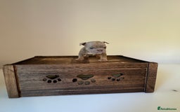 English Bulldog dogs for sale: 🏡 Ready to leave this Sunday 27.07.25 🏡 in Crawley - Image 8