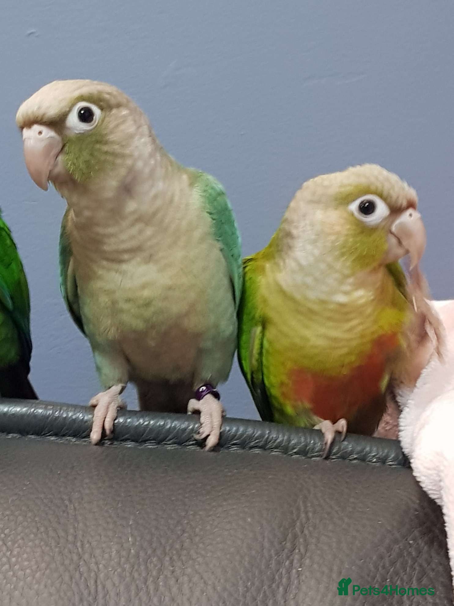 Conures birds For Adoption - Greencheek Conures - Advert 2
