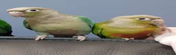 Conures birds for sale: For Adoption - Greencheek Conures in Aylesbury - Advert 2