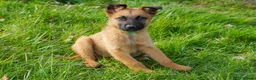 Mixed Breed dogs for sale: Belgian Malinois x Dutch herder in Torrington - Advert 2