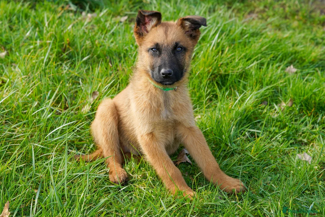 Mixed Breed dogs for sale: Belgian Malinois x Dutch herder in Torrington - Advert 2