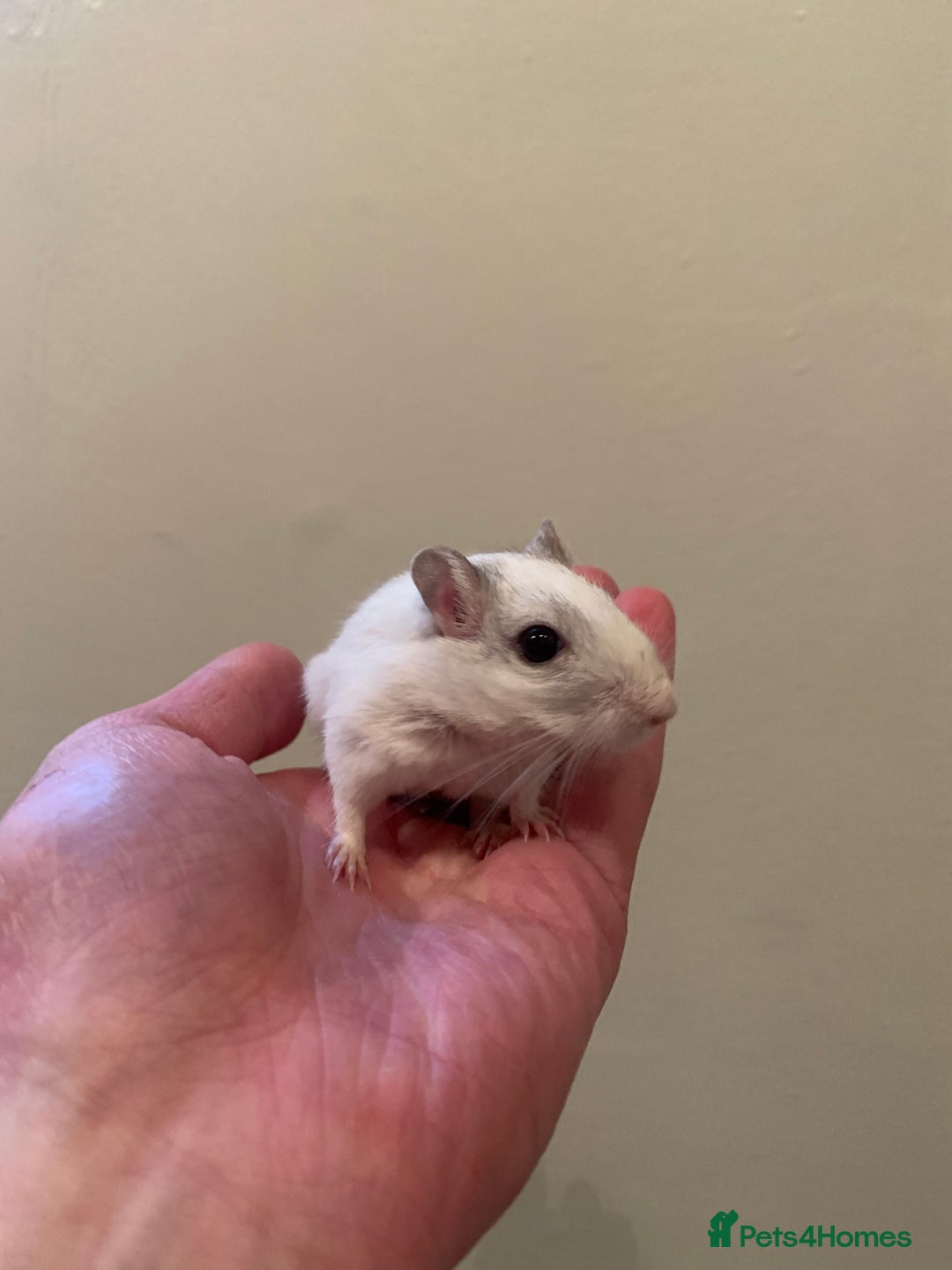 Gerbil rodents for sale: extremely friendly female gerbils - Advert 8