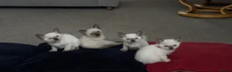 Siamese cats for sale: Siamese kittens  - Advert 6