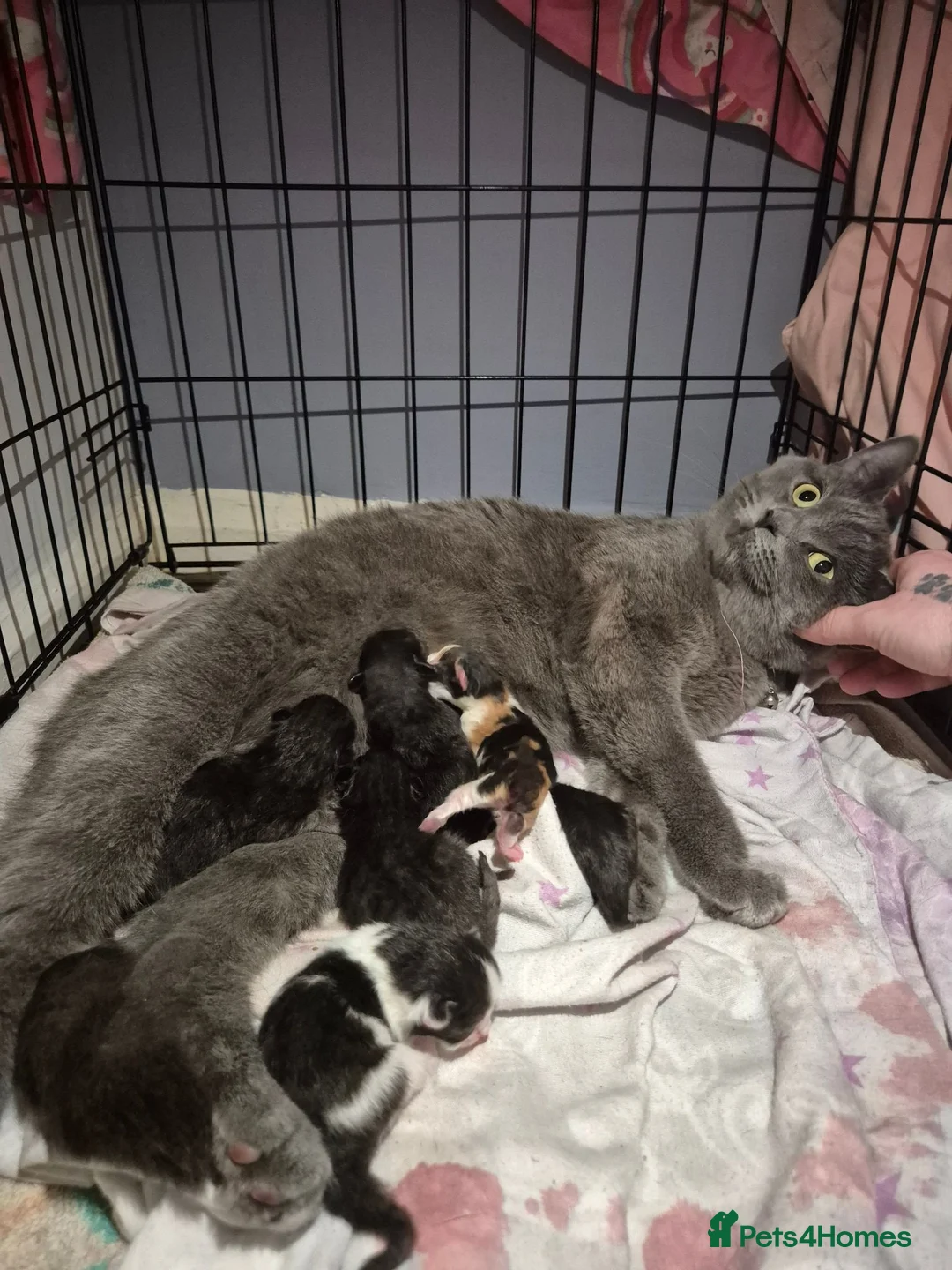 Ragdoll cats for sale: Ragdoll cross boys !!!! in Rotherham - Advert 1