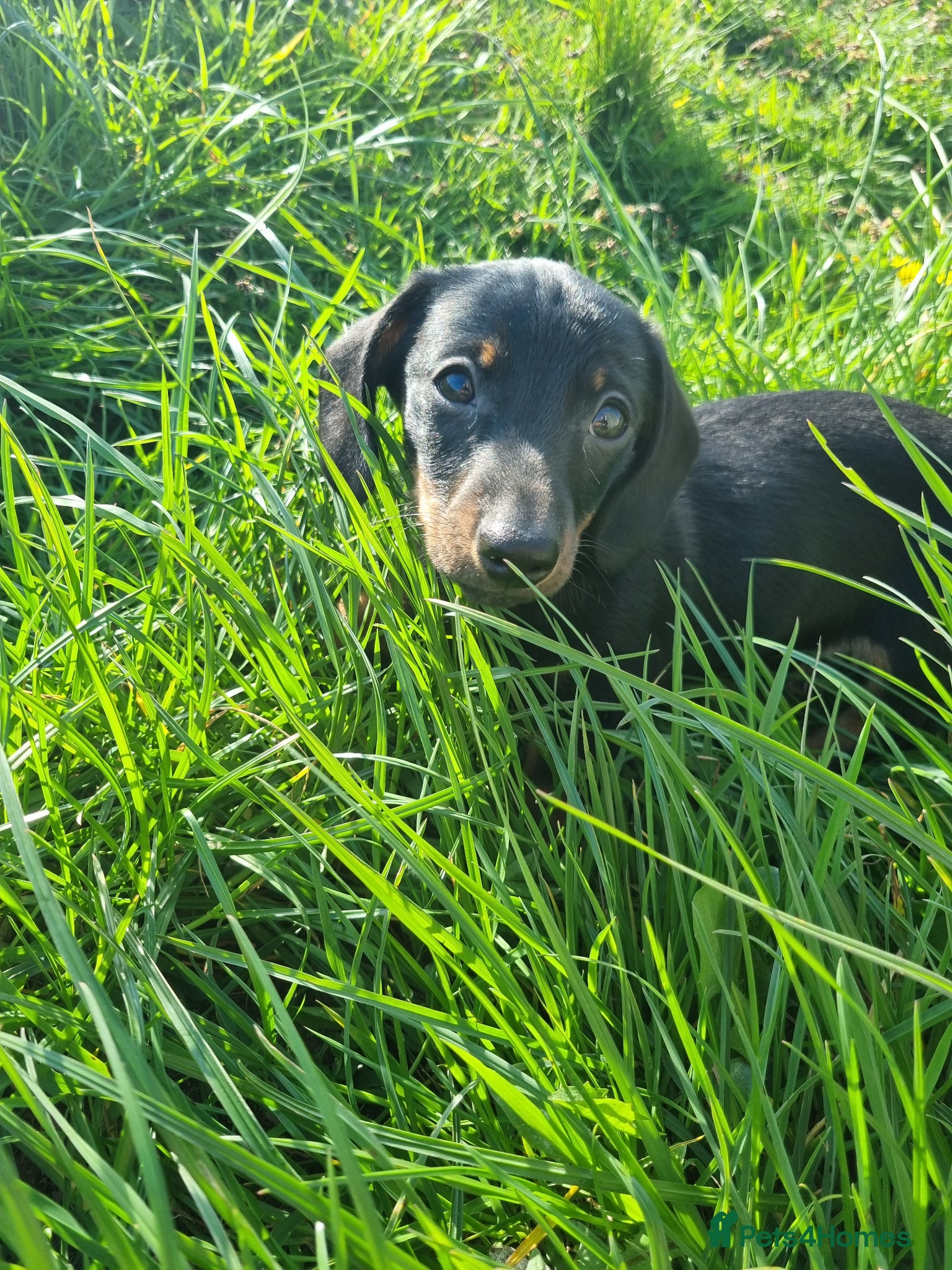 Miniature Dachshund dogs 1 gorgeous black and tan boy - Advert 7