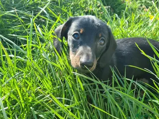 Miniature Dachshund dogs 1 gorgeous black and tan boy - Advert 7