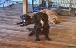 Cocker Spaniel dogs for sale: Working cocker spaniel 4yrs old - Advert 4
