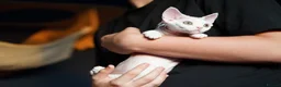 Devon Rex cats for sale: White Female Kitten Available 🤍 - Advert 15