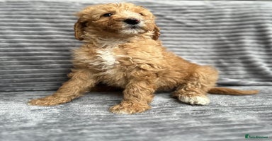 Goldendoodle dogs - Advert 1