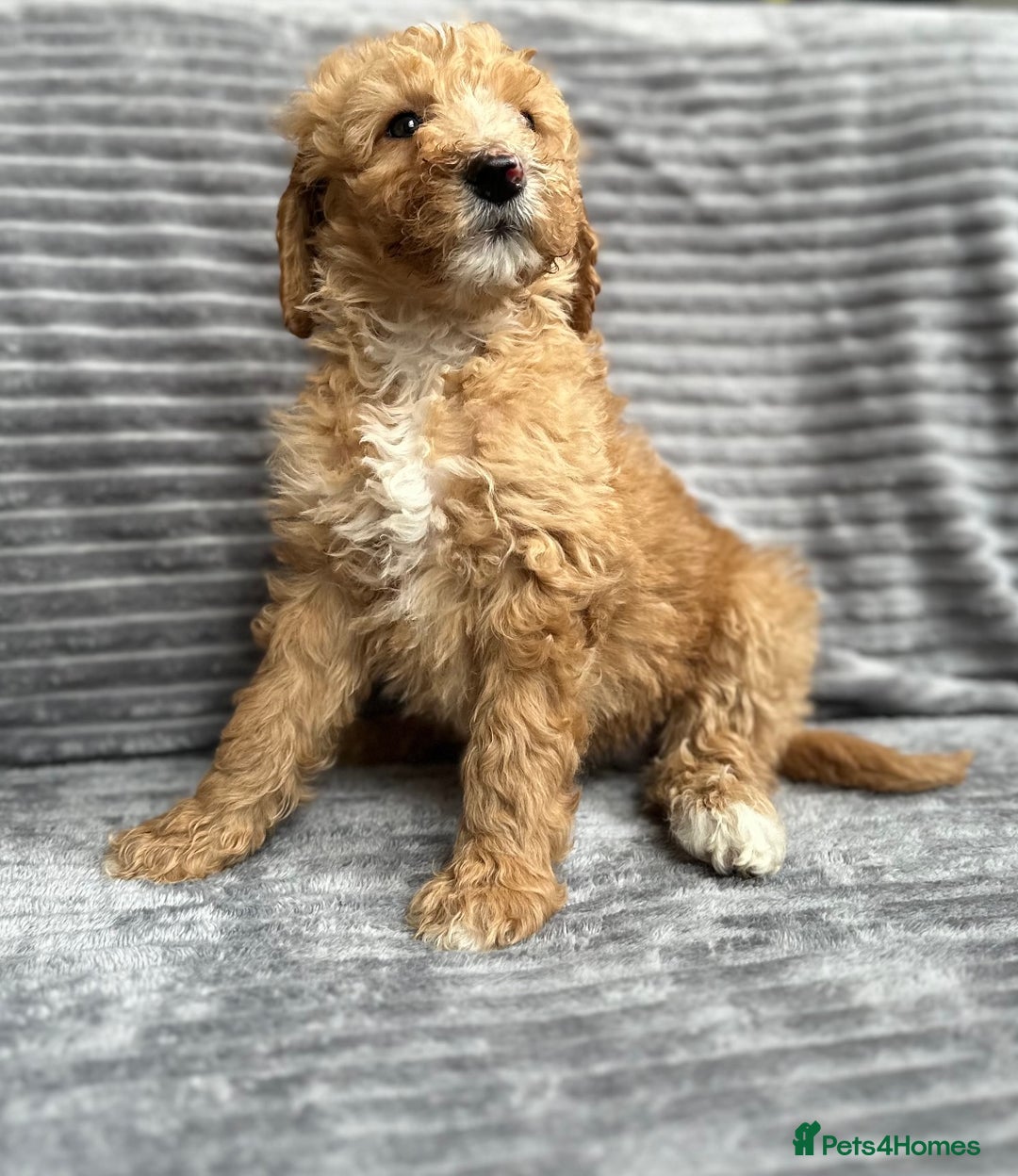 Goldendoodle dogs for sale: STUNNING GOLDEN DOODLES READY NOW - Image 17