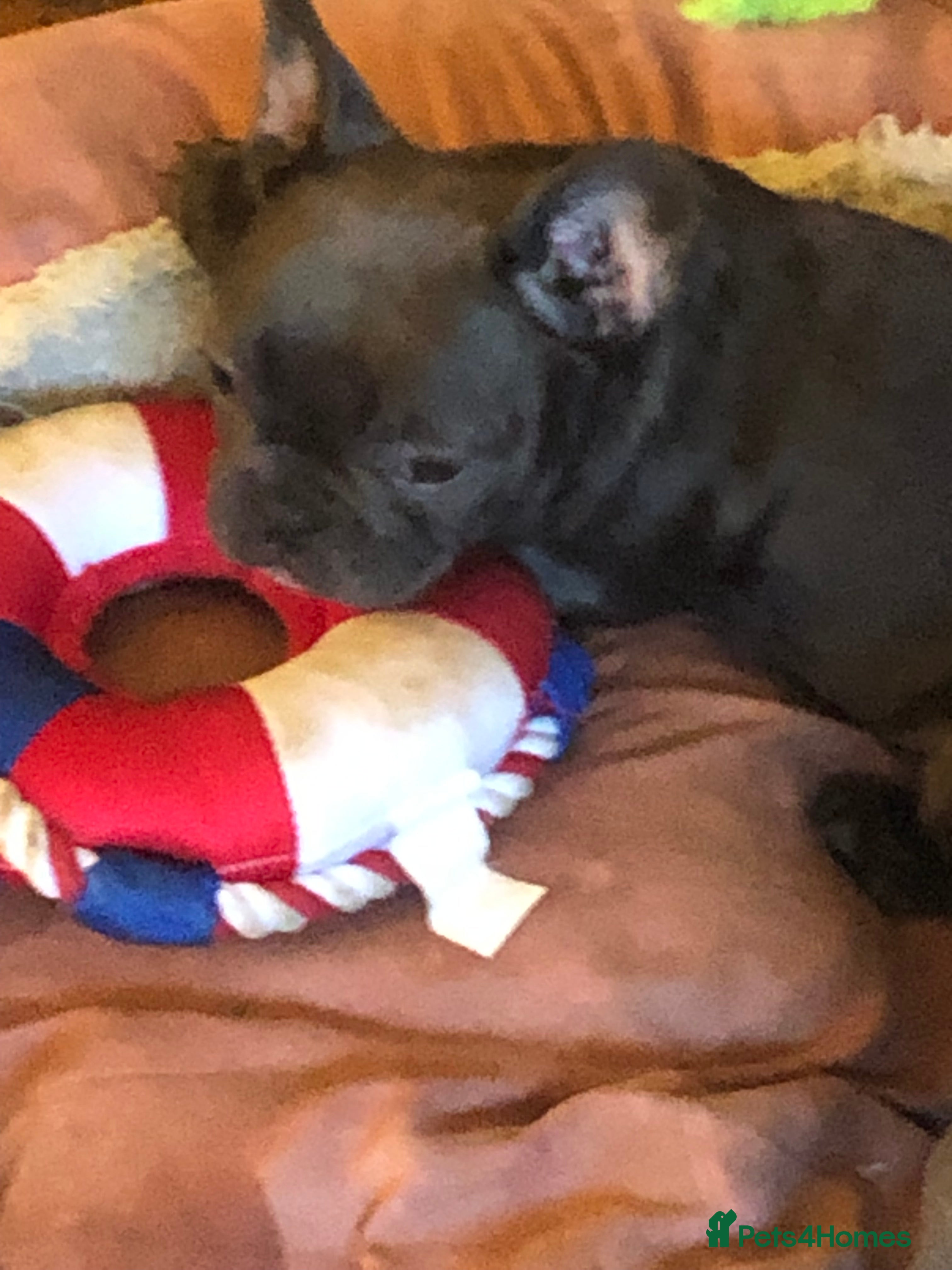 French Bulldog dogs QUALITY SOLID BLUE FRENCH BULLDOG PUPPIES  - Advert 6