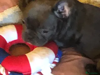 French Bulldog dogs QUALITY SOLID BLUE FRENCH BULLDOG PUPPIES - Advert 6