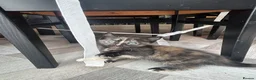 Siamese cats for sale: Siamese x maincoon - Advert 6