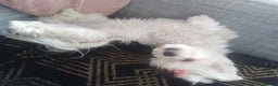 Maltese dogs for sale: 💔 Loving Home Needed for Molly 💔 - Advert 5
