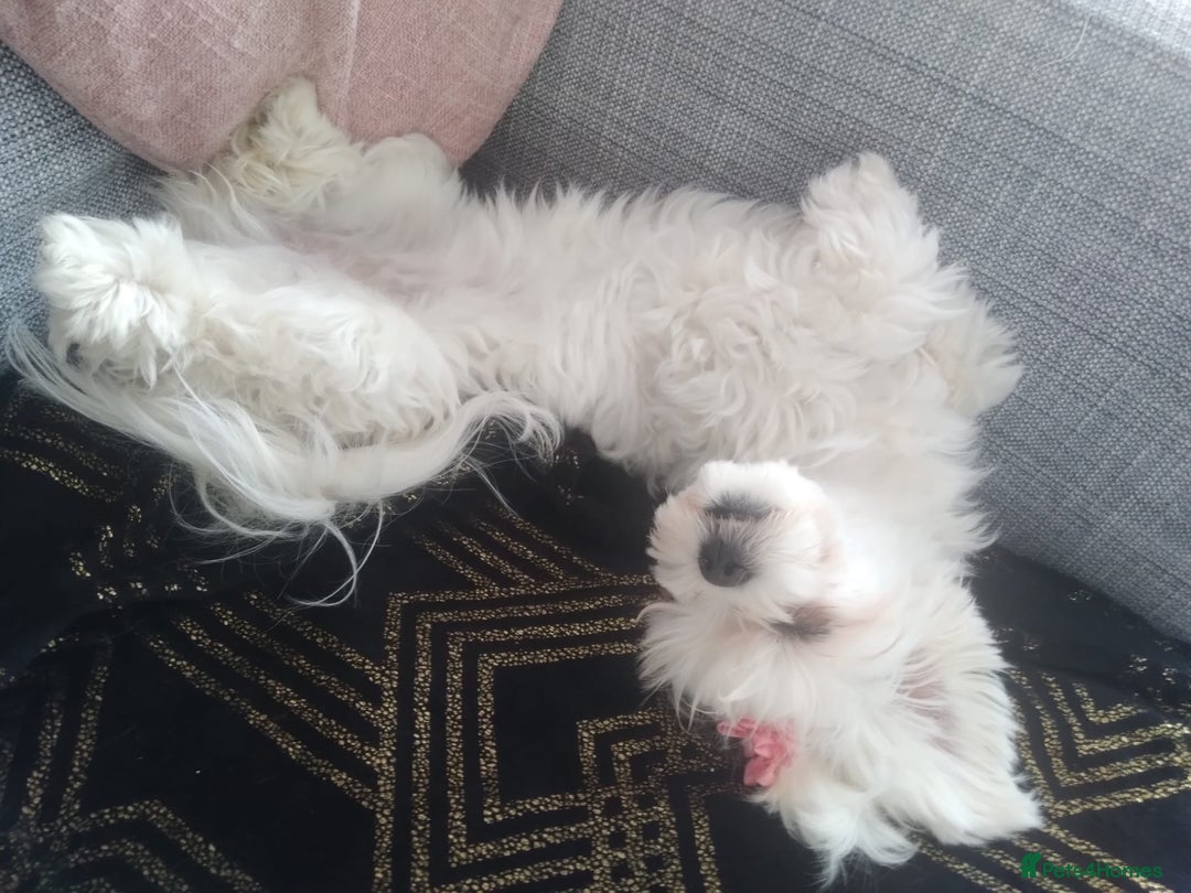Maltese dogs for sale: 💔 Loving Home Needed for Molly 💔 - Advert 5