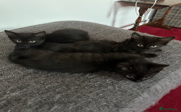 Ragdoll cats - Advert 5