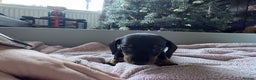 Miniature Dachshund dogs for sale: My family dogs have had a litter of 5  - Advert 23