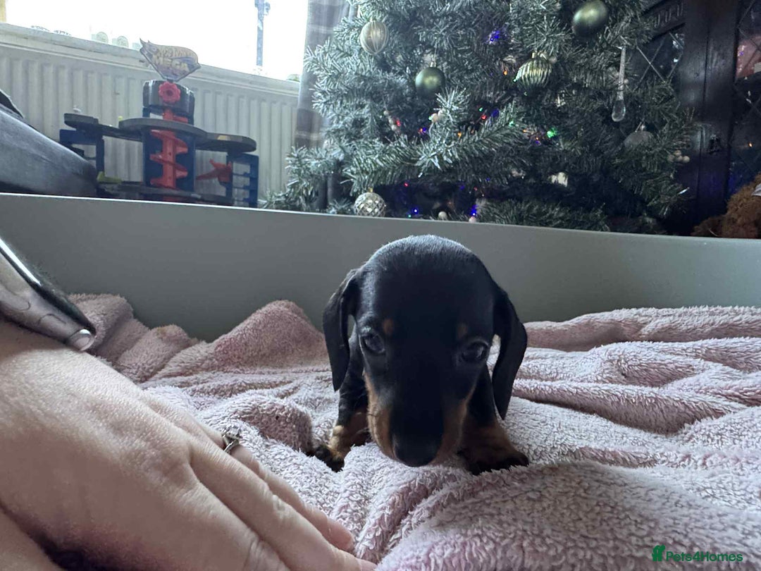 Miniature Dachshund dogs for sale: My family dogs have had a litter of 5  - Advert 23