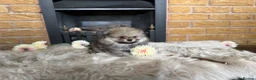 Pomeranian dogs for sale: ✨ Exclusive Teddy Bear Face Pomeranian Puppies ✨ - Advert 35