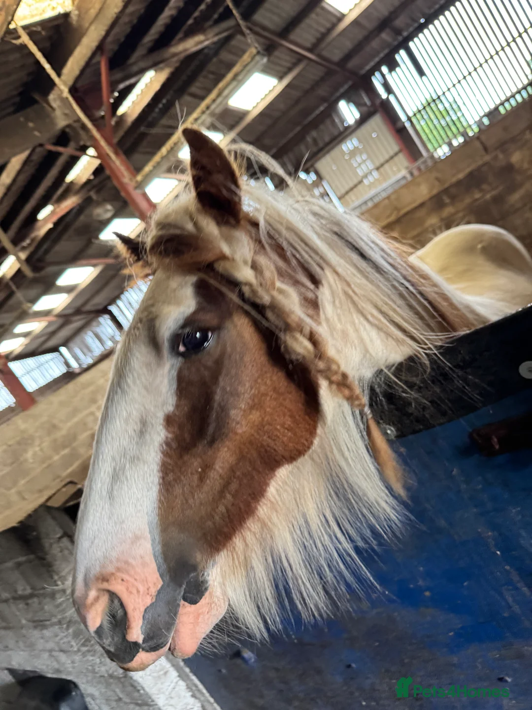Irish Cob horses for sale: Gelding cob - Advert 2