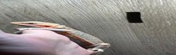 Bearded Dragon reptiles for sale: Bearded dragons - Advert 4