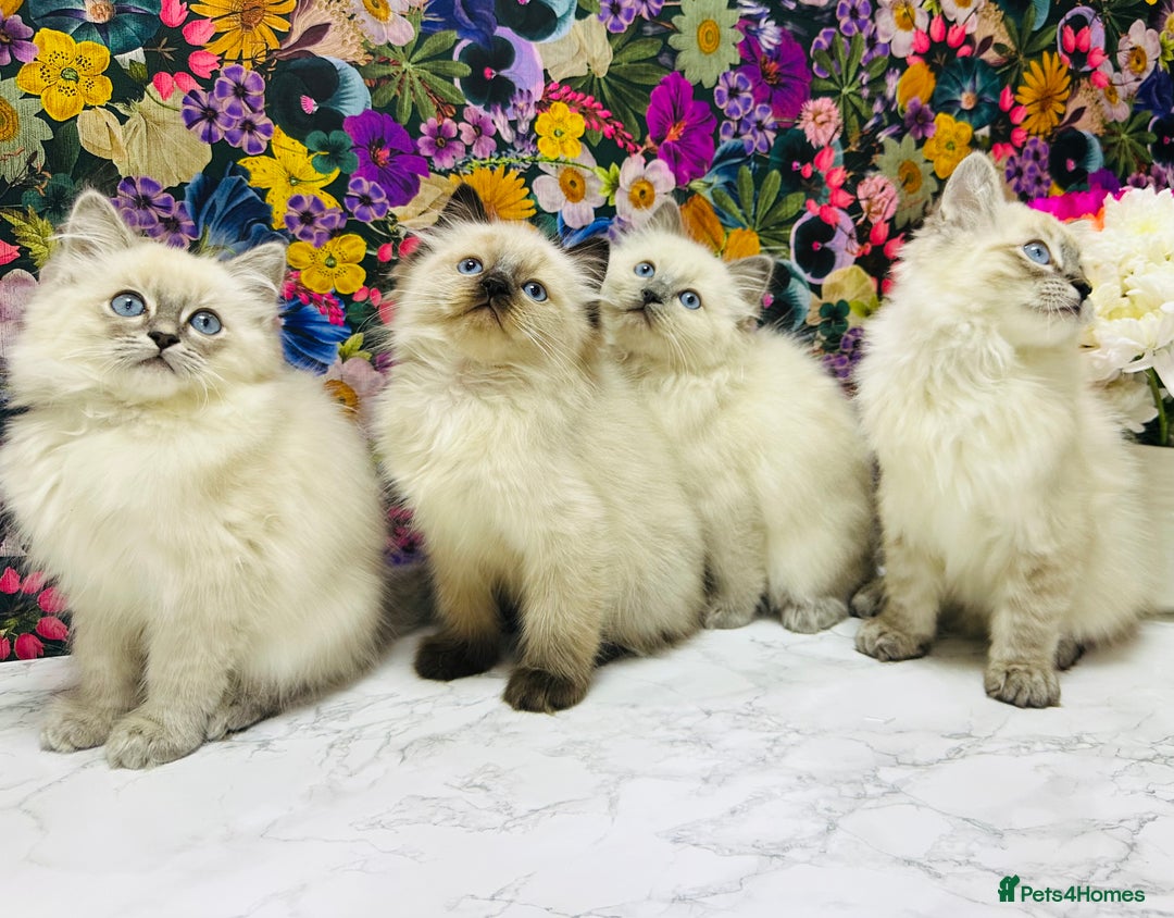 Ragdoll cats for sale: Beautiful Ragdoll Kittens  - Image 1
