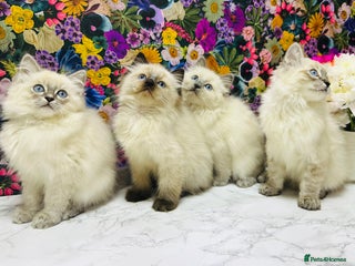 Ragdoll cats Beautiful Ragdoll Kittens - Advert 18