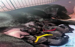 Labrador Retriever dogs for sale: Exception litter of Pedigree working Black Labs - Image 8
