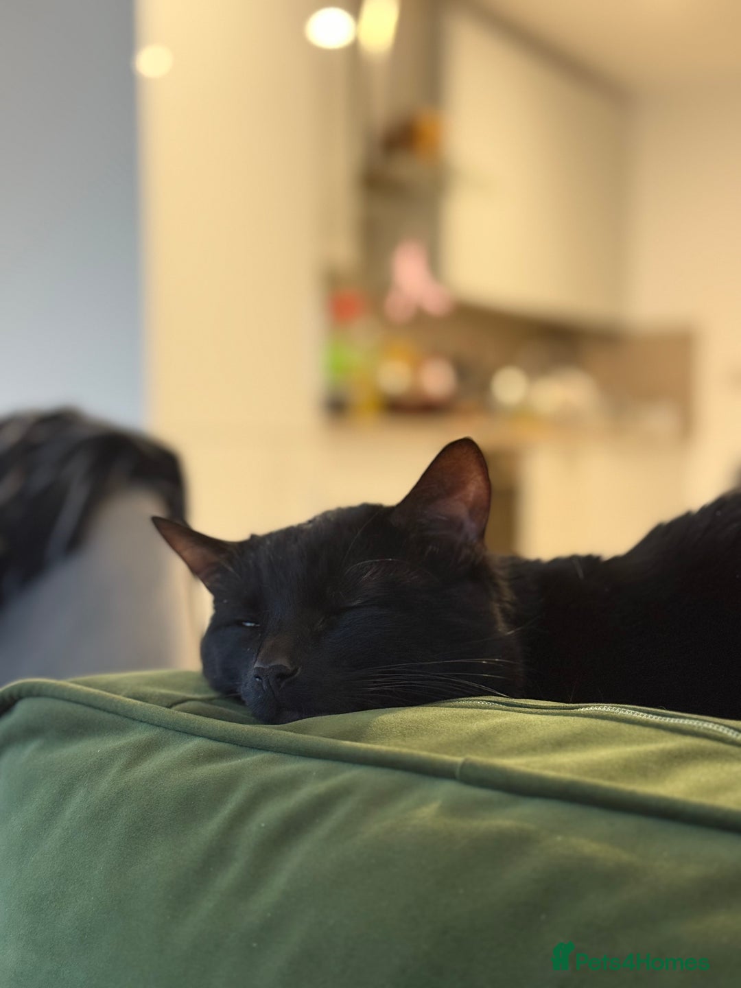 Bombay cats for sale: BLACK CUTE MALE CAT AVAILABLE -MONEY NOT AN ISSUE  - Image 3