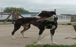 Greyhound dogs for adoption: Bernard - Image 3