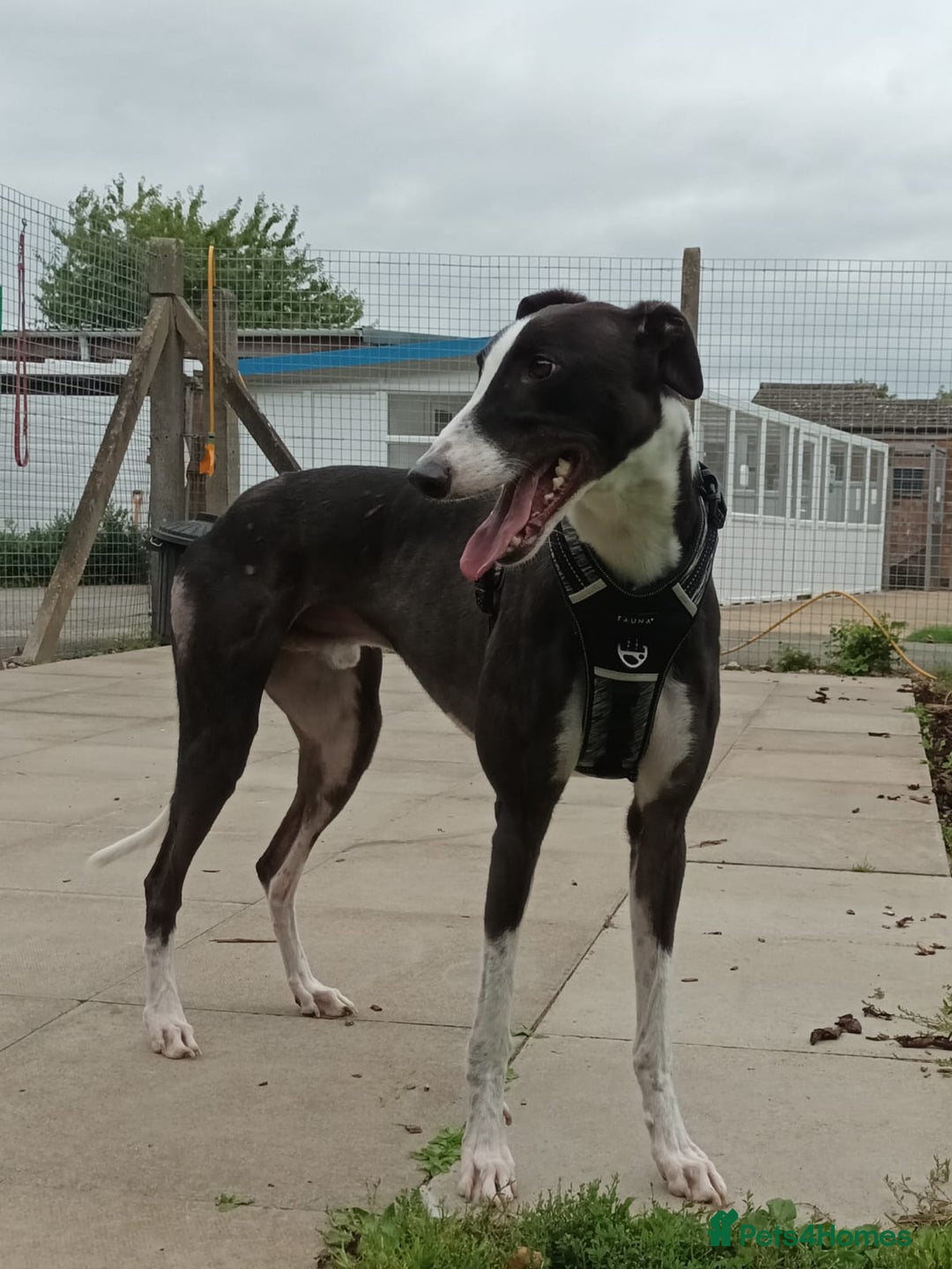 Greyhound dogs for adoption: Bernard - Image 3
