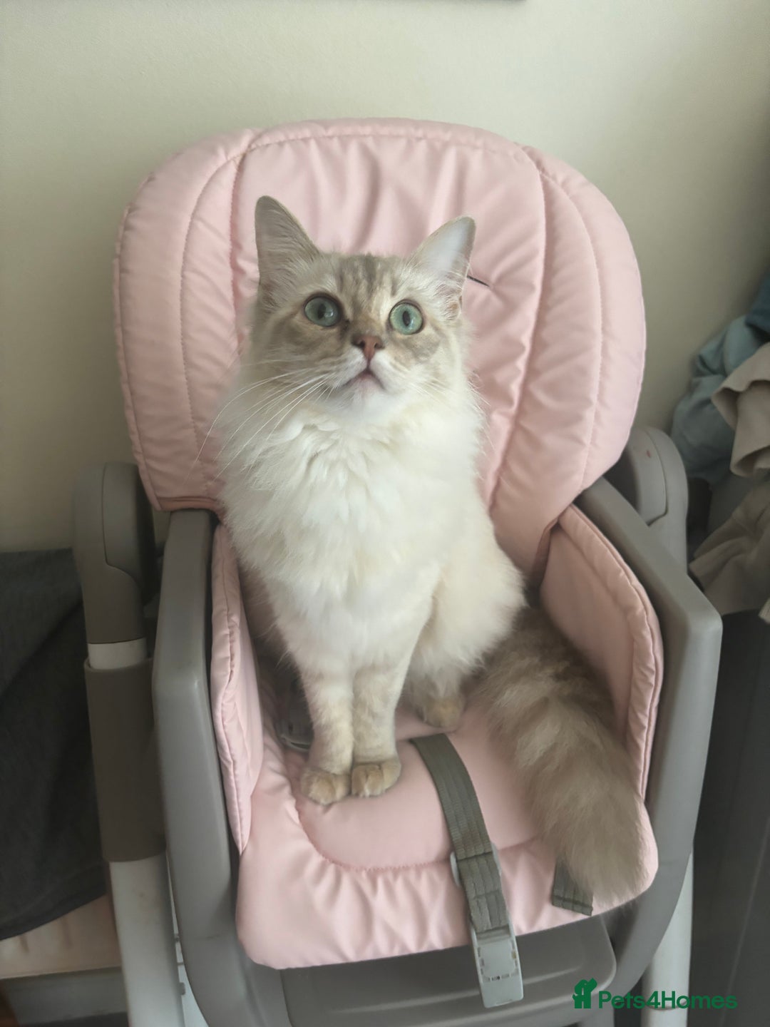 Ragdoll cats for sale: Sadly selling my beautiful ragdoll Lillie  - Advert 2